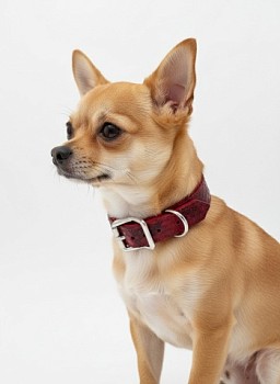 картинка Ошейник для собак мелких пород из натуральной кожи (Ошейник для собак мелких пород из кожи питона)