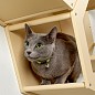 Сота для настенного игрового комплекса для кошек с шестигранным окошком, бежевый